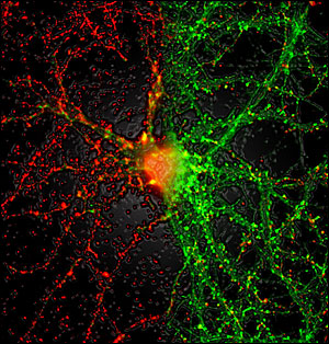 synapse