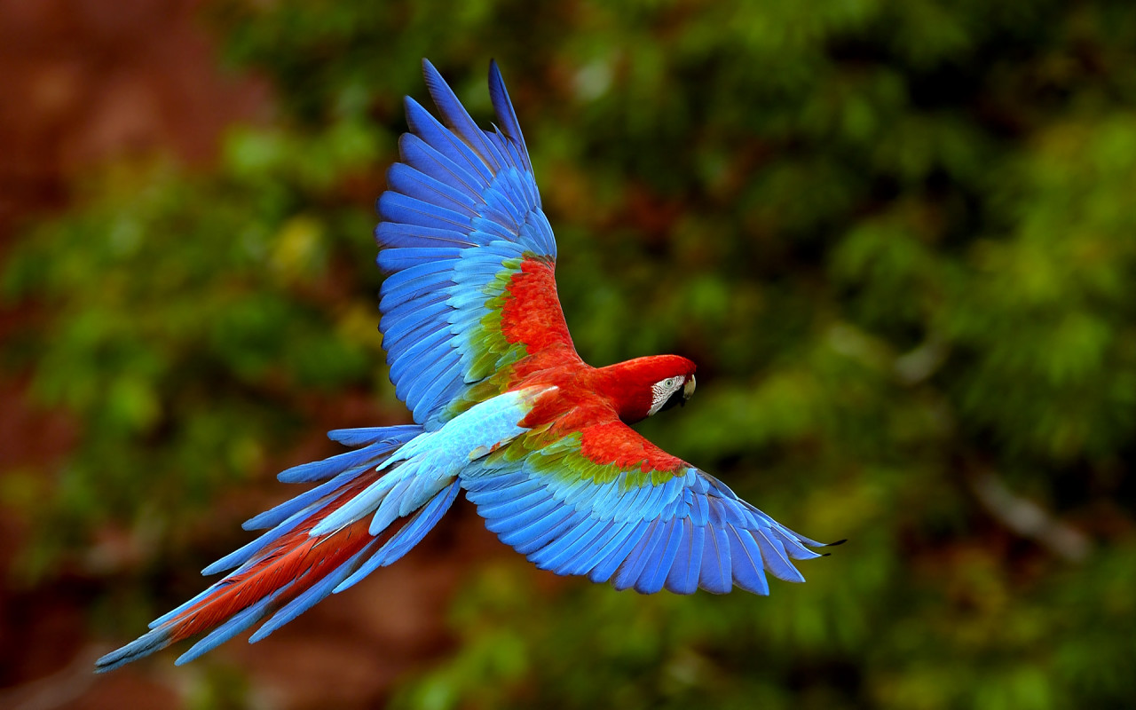 Arara Vermelha em vôo no Mato Grosso do Sul, Brasil (Red Macaw in flight at Mato Grosso do Sul, Brazil)