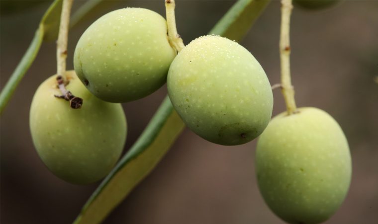 jordan-winery-extra-virgin-olive-oil-olive-harvest-prepped_0003_2013-Estate-Olives-03